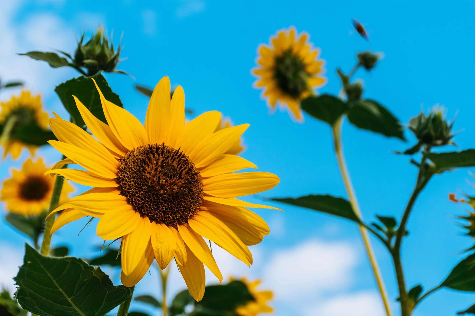 Archives: Hình Nền Máy Tính