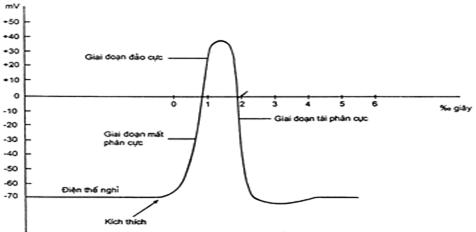 Điện thể nghỉ, điện thể hoạt động sự lan truyền xung thần kinh