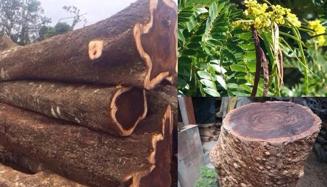 Gỗ Chiu Liu là gỗ gì? Thuộc nhóm mấy? Giá bao nhiêu 1 khối?