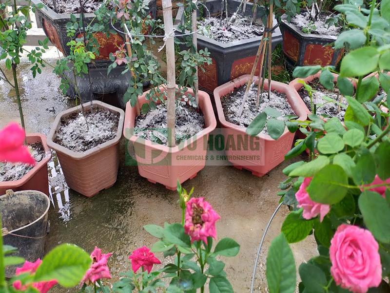 VÔI BỘT TRỊ NẤM CÂY TRỒNG