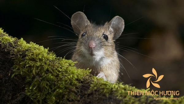 Sinh năm 1960 mệnh gì? Tuổi con gì? Hợp màu gì?