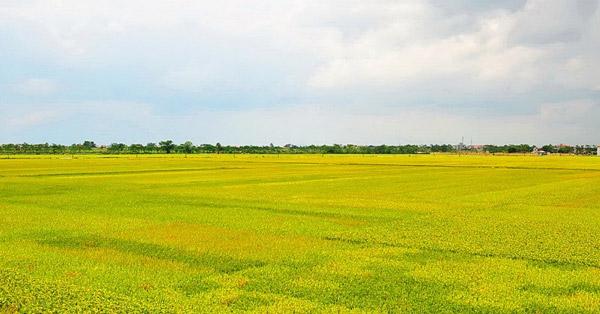 Tả cánh đồng vào buổi sáng lớp 5