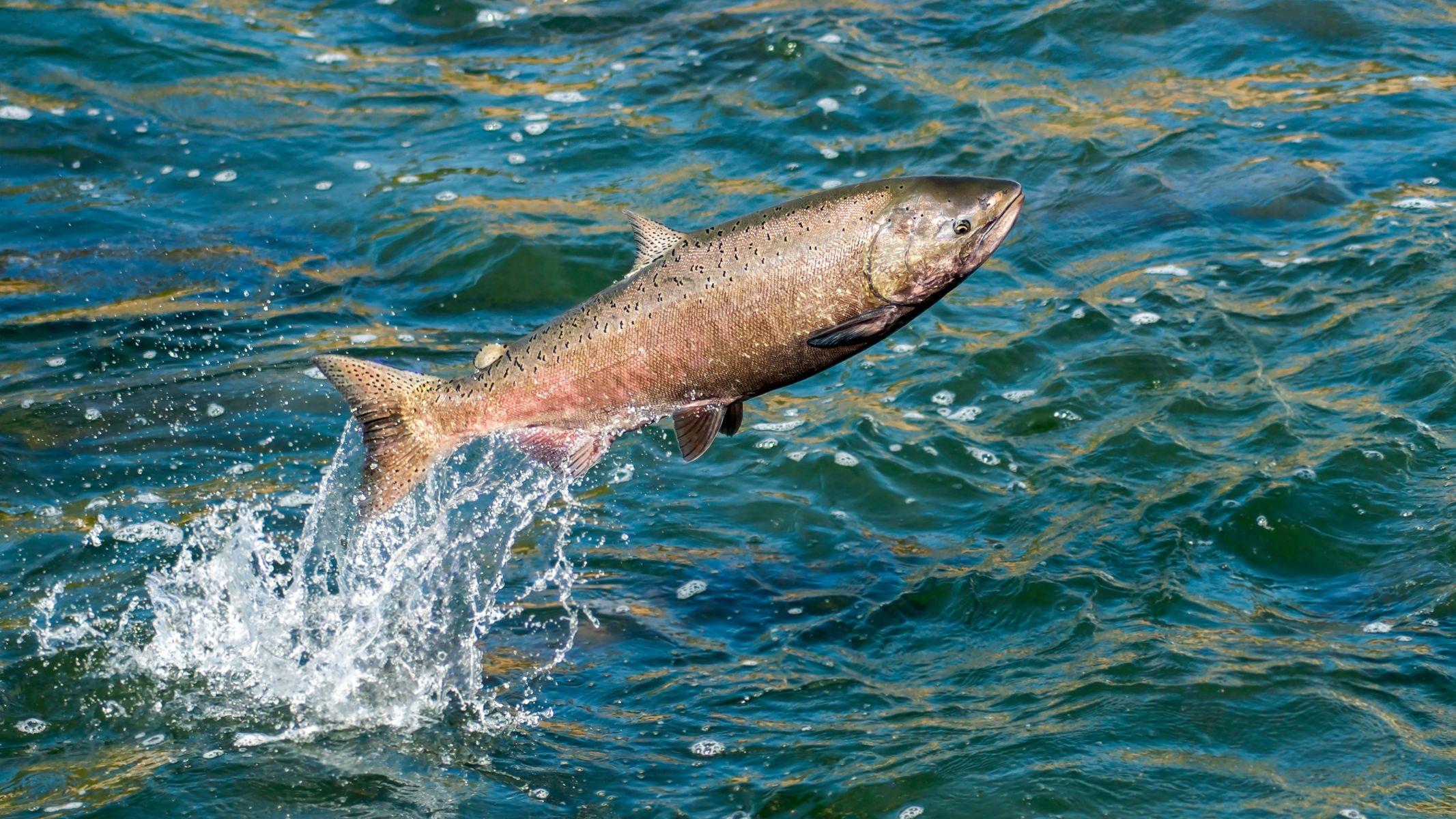 Collagen thủy phân là gì? Lợi ích và cách dùng