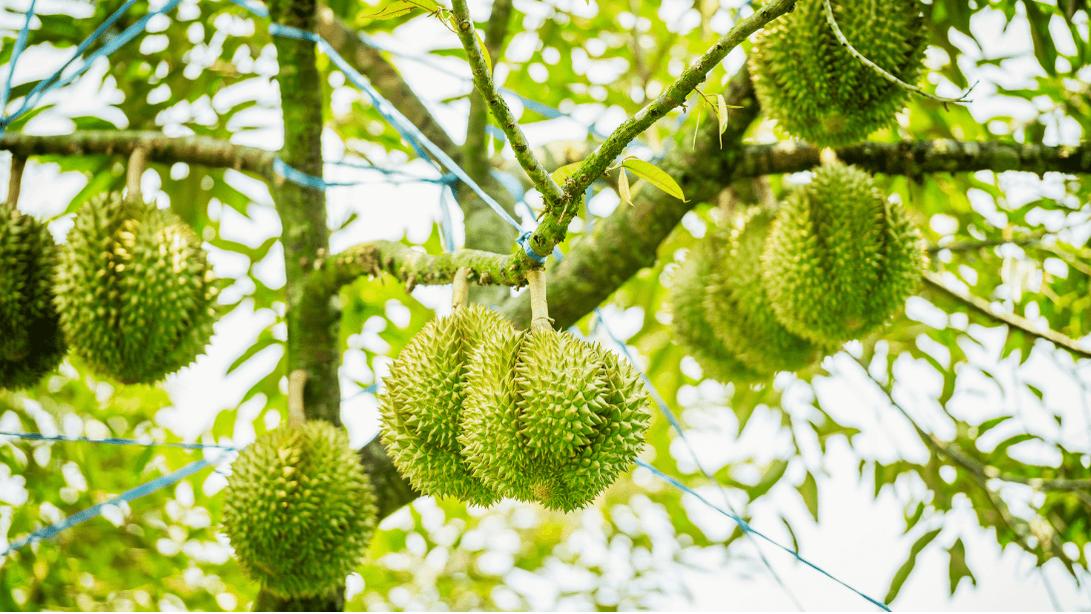 Tóm tắt các vai trò chủ yếu của các nhóm nguyên tố dinh dưỡng ” Đa – Trung – Vi lượng” đối với sự sinh trưởng và phát triển của cây trồng.