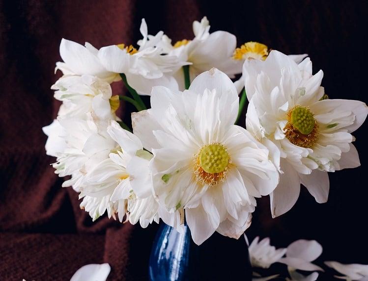 Ý nghĩa hoa sen là gì? Hoa sen có tác dụng gì?