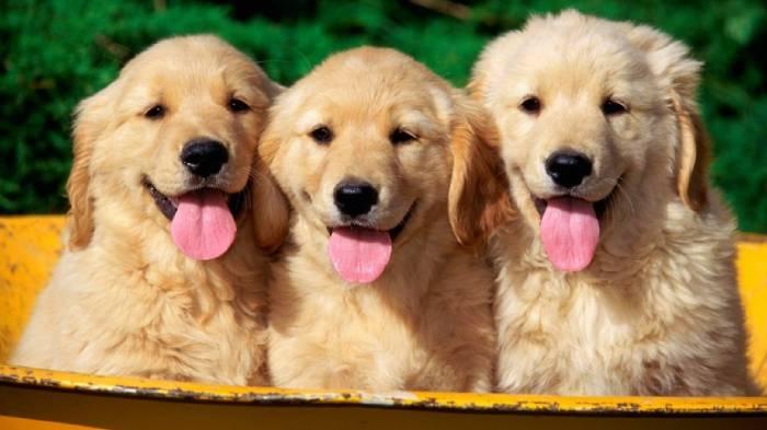 Top 9 Áo Lớp Hình Con Chó Hot Trend Siêu Đáng Yêu Tuổi Teen