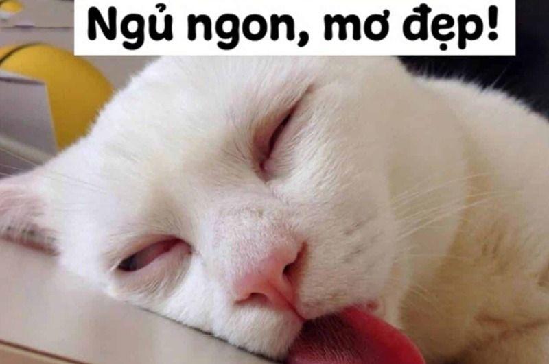 Trọn Bộ Sưu Tập Meme Chúc Ngủ Ngon Dễ Thương, Vui Nhộn 2026