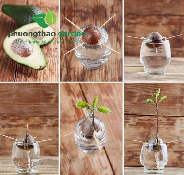 Cây bơ rễ cọc hay rễ chùm? Ưu nhược điểm của rễ và cách chăm sóc