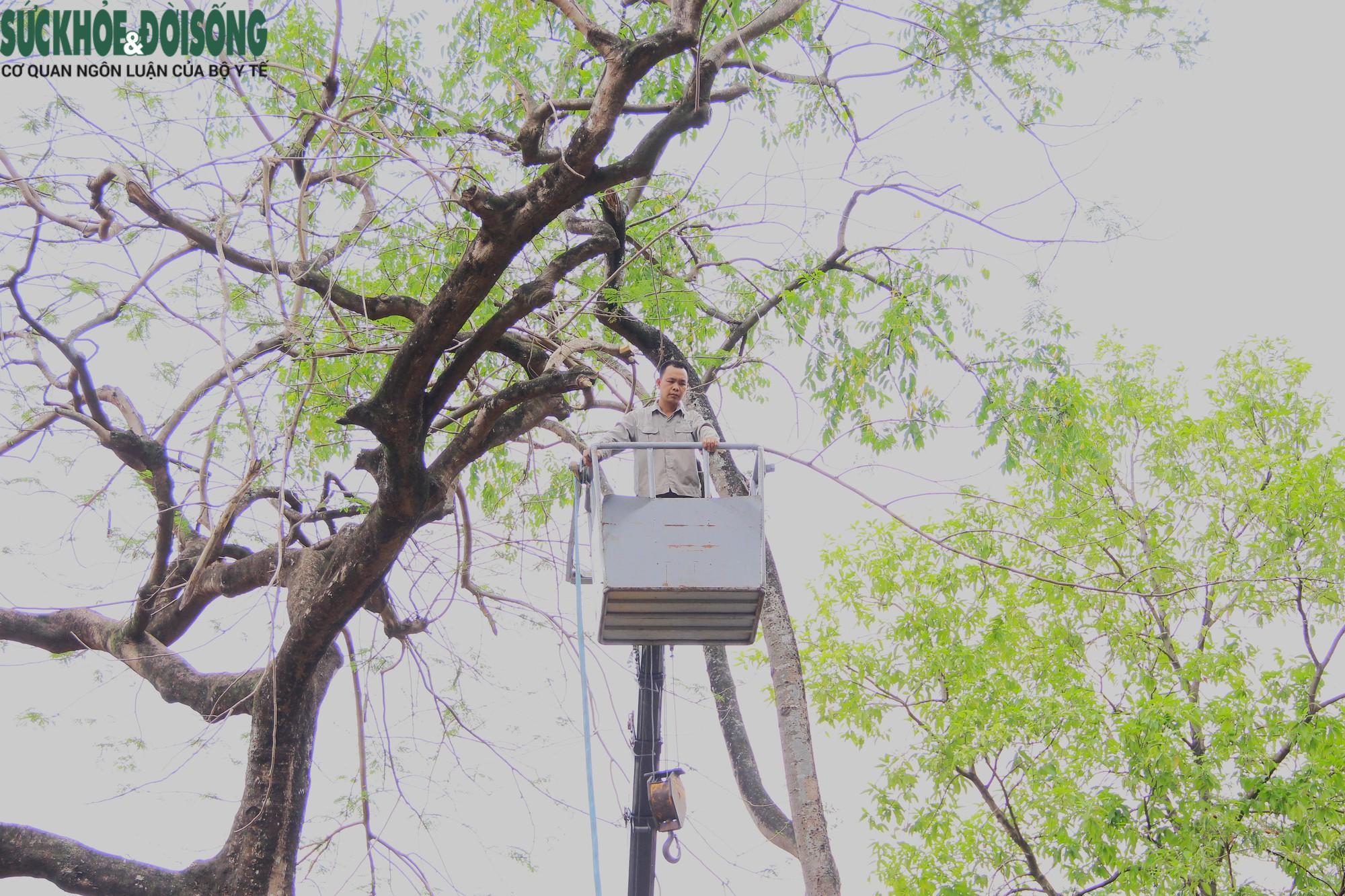 Một số hình ảnh Hà Nội cắt tỉa loạt cây xanh trước mùa mưa bão
