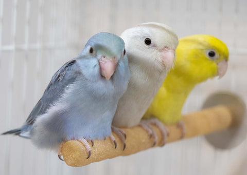 Đồ chơi tốt cho Parrotlets là gì?