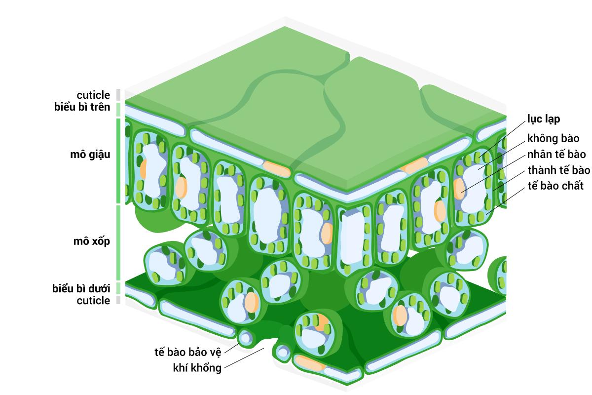 Lục lạp là gì? Cấu tạo lục lạp và những thông tin cần biết