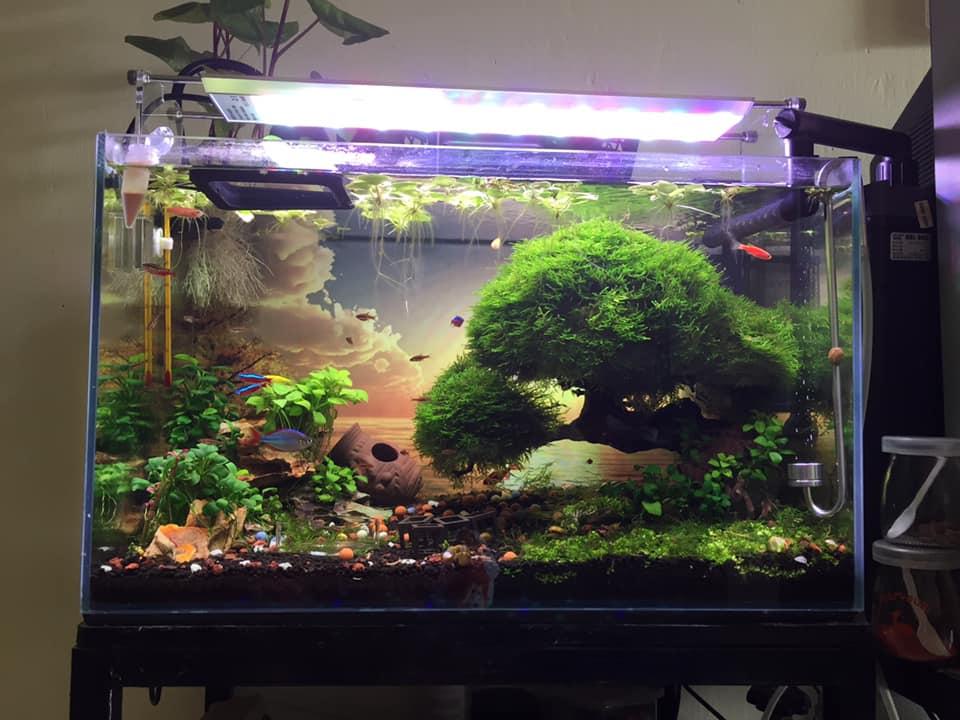 Nuôi cá dưỡng Tâm, nuôi chim dưỡng Chí, nuôi cây dưỡng Thần