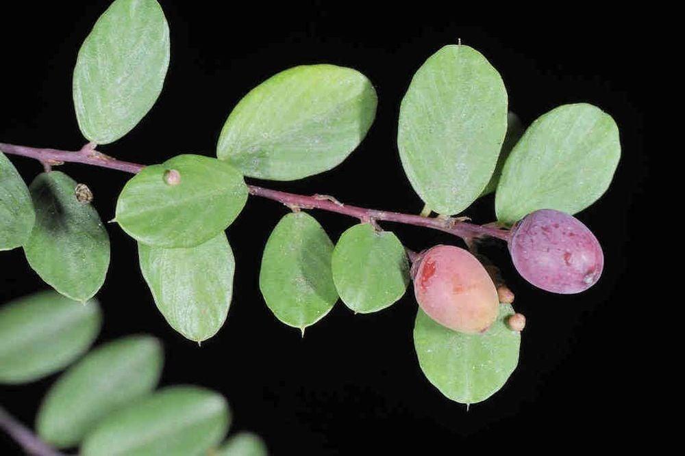 Tác dụng của cây rung rúc