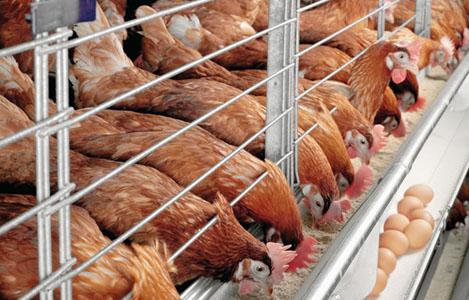 Kỹ thuật nuôi gà siêu trứng mang tiền tươi thóc thật ngay trong ngày - Chăn nuôi Việt Nam