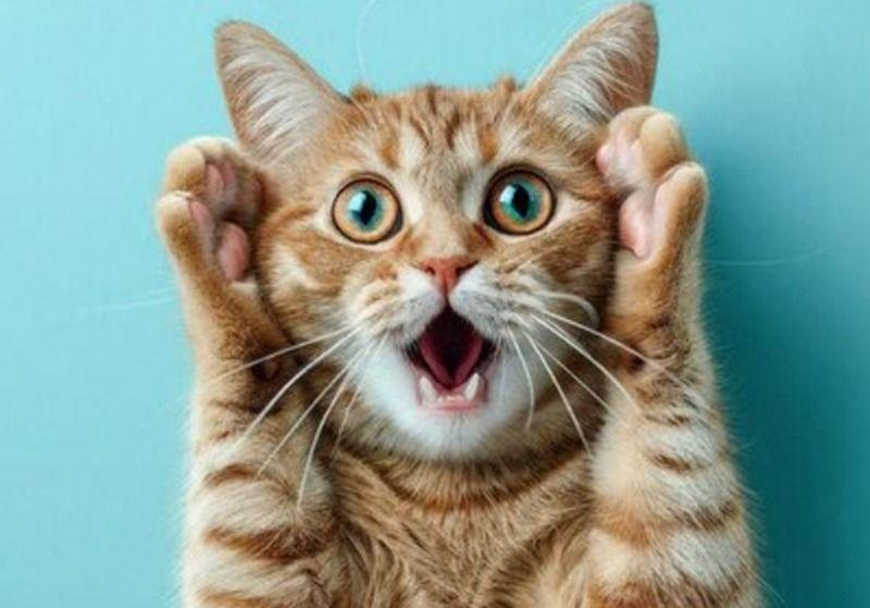 Meme ngạc nhiên là gì?