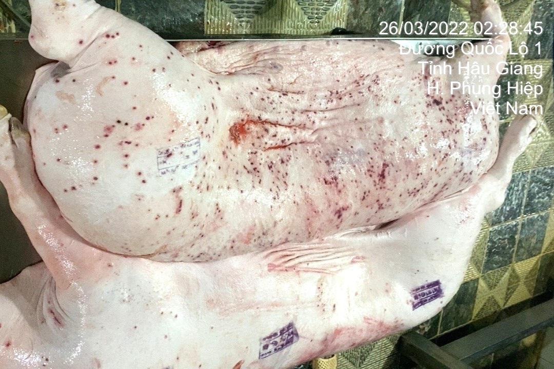 Vụ Công ty C.P. bị tố bán heo bệnh: Hình ảnh heo bệnh có thật