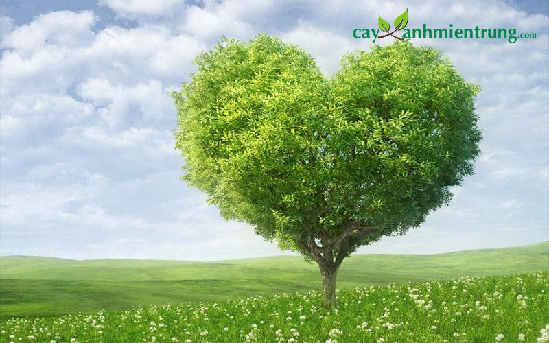 ảnh cây xanh