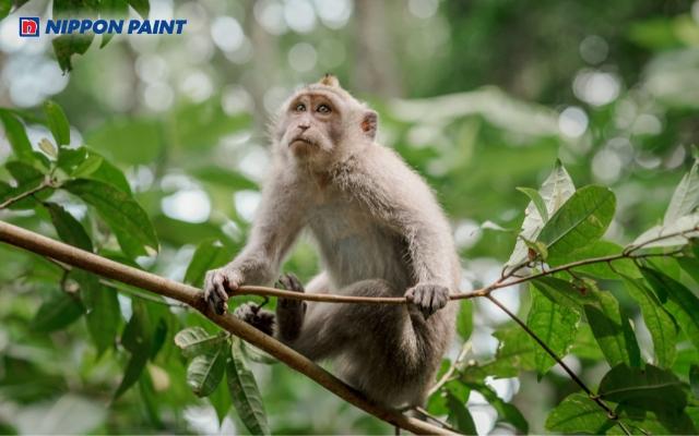 Tuổi Giáp Thân 2004 hợp màu gì? 30 màu sơn mang tài lộc cho gia chủ