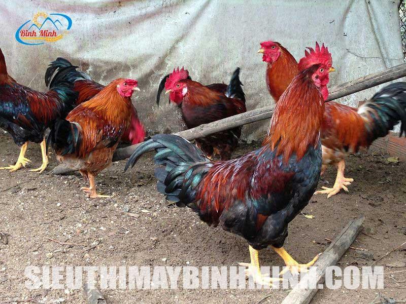 Nuôi gà bao lâu thì xuất chuồng ? Thời điểm nuôi gà tốt nhất