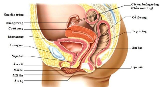cấu tạo bộ phận sinh dục nữ ảnh thật