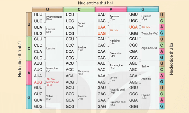 KHTN 9 Bài 40: Dịch mã và mối quan hệ từ gene đến tính trạng