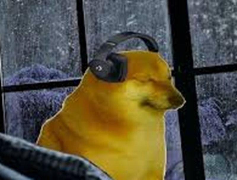 Giới thiệu chung ảnh chó meme